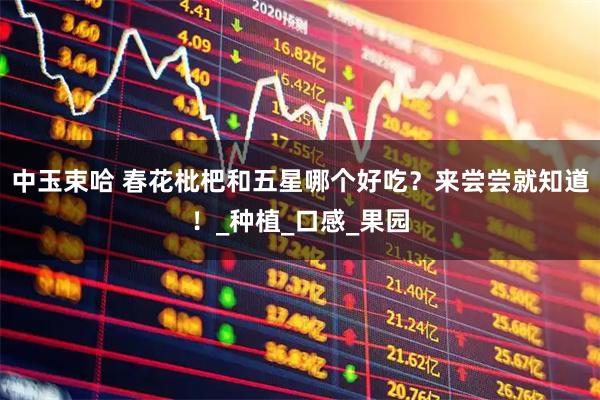 中玉束哈 春花枇杷和五星哪个好吃？来尝尝就知道！_种植_口感_果园